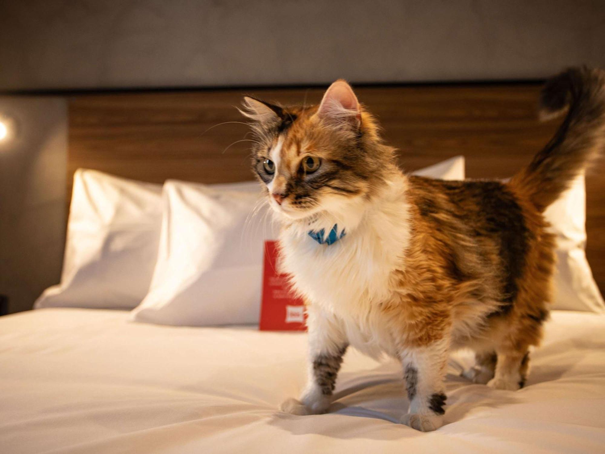 Ibis Hotel